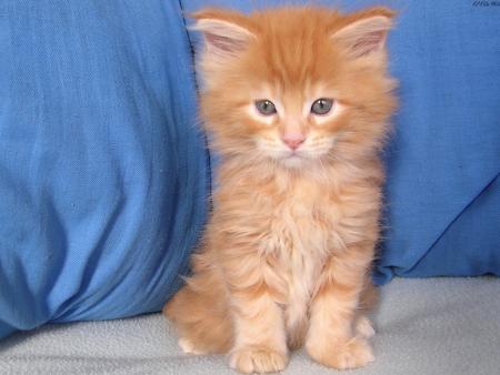 un tro bo chaton